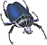 Coleoptera Icon