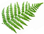 Ferns Icon