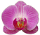Orchids Icon