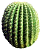 Cacti, Succulents Icon