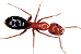 Hymenoptera Icon