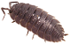 Isopods Icon