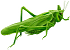 Orthoptera Icon